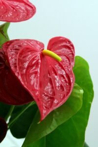 anthurium andreaum, flamingo flower, anthurium, anthurium, anthurium, anthurium, anthurium, anthurium