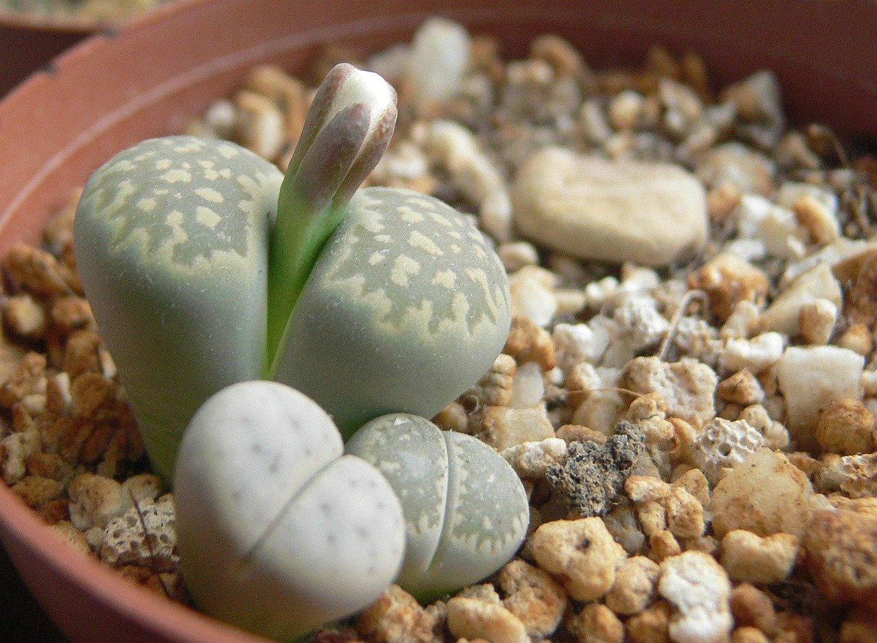 lithops, flowering, lithops flowering, flower, plant, succulent, soil, lithops, lithops, lithops, lithops, lithops