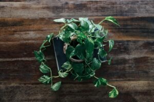 Top view of a lush green potted plant on a rustic wooden table surface.